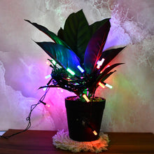 04_light - Indigenous Shop