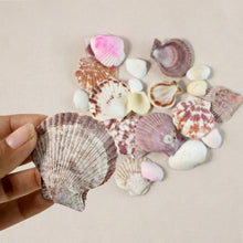Decorative-Sea-Shells-04 - Indigenous Shop