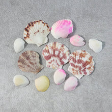 Decorative-Sea-Shells-07 - Indigenous Shop